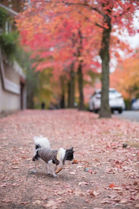 紅葉した三色彩道の並木道を散歩する愛犬