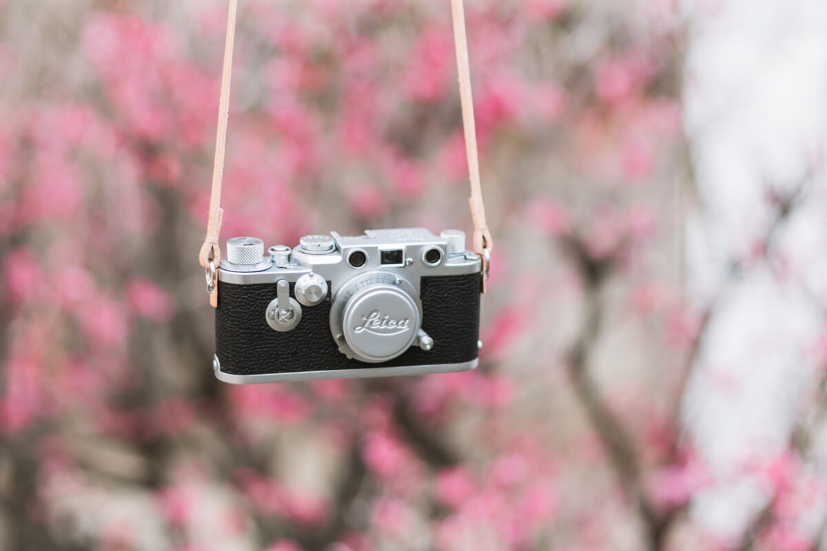 梅とバルナックライカ Leica IIIf (3f)
